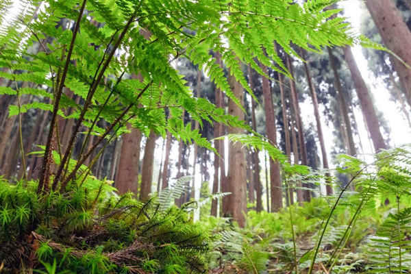 如何利用生物進行環(huán)境監(jiān)測？(圖1)